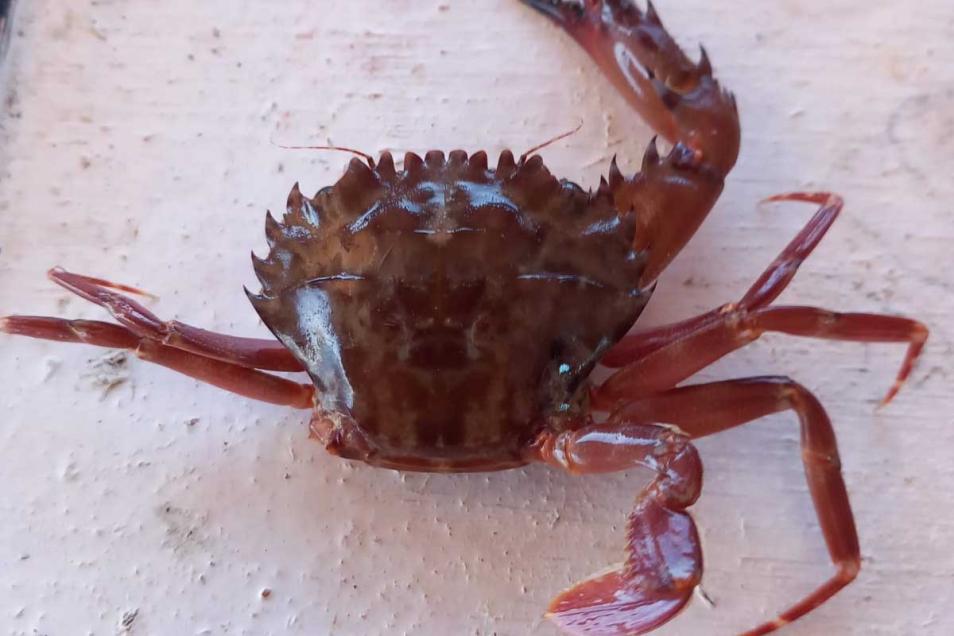 L’esemplare in questione, catturato da Alfonso Barone e consegnato al progetto AlienFish coordinato da Francesco Tiralongo, è attualmente conservato all’interno della sua collezione zoologica